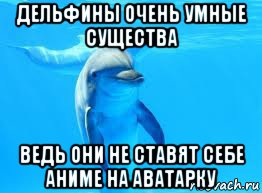 дельфины очень умные существа ведь они не ставят себе аниме на аватарку