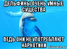 дельфины очень умные существа ведь они не употребляют наркотики