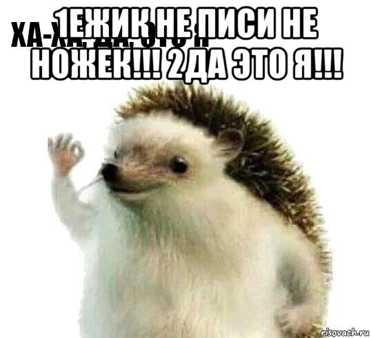 1ежик не писи не ножек!!! 2да это я!!! , Мем Ха-ха да это я