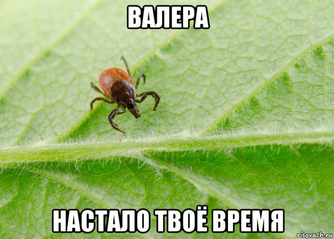 валера настало твоё время, Мем Клещ