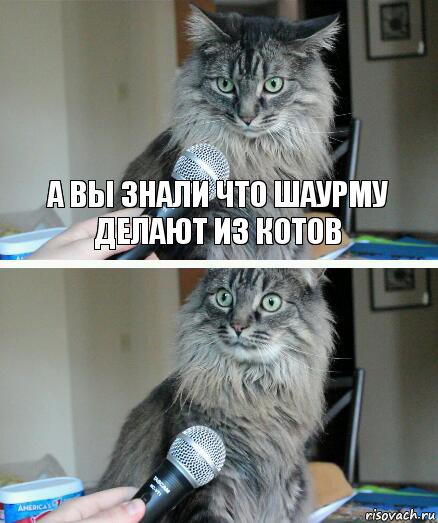 А вы знали что Шаурму делают из котов , Комикс  кот с микрофоном