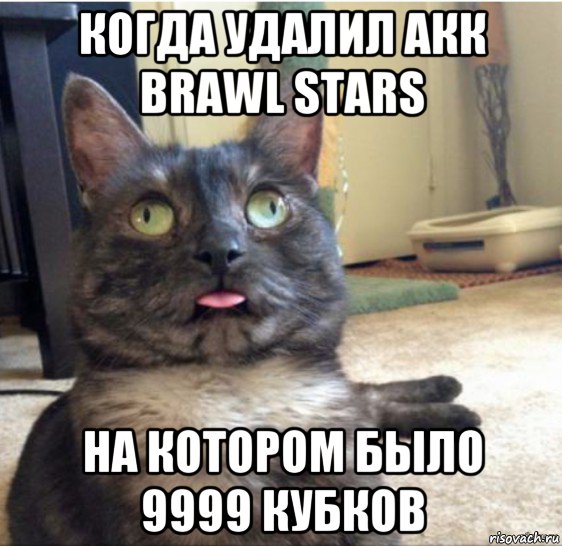 когда удалил акк brawl stars на котором было 9999 кубков, Мем   Кот завис