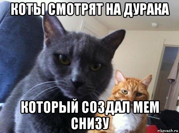коты смотрят на дурака который создал мем снизу, Мем  Два котэ