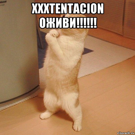 xxxtentacion оживи!!!!!! , Мем  котэ молится