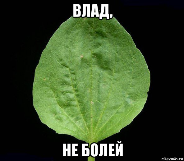влад, не болей, Мем Подорожник