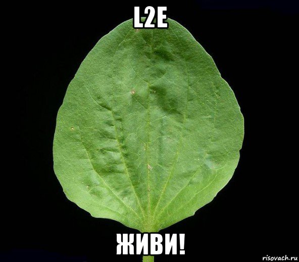 l2e живи!, Мем Подорожник