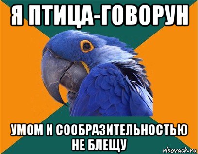 я птица-говорун умом и сообразительностью не блещу, Мем Попугай параноик