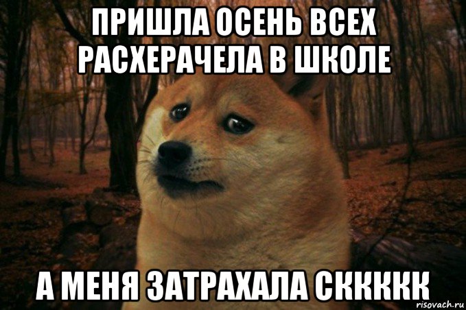 пришла осень всех расхерачела в школе а меня затрахала сккккк, Мем SAD DOGE