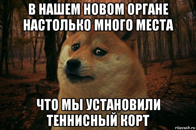 в нашем новом органе настолько много места что мы установили теннисный корт, Мем SAD DOGE