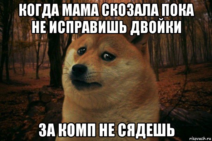 когда мама скозала пока не исправишь двойки за комп не сядешь, Мем SAD DOGE