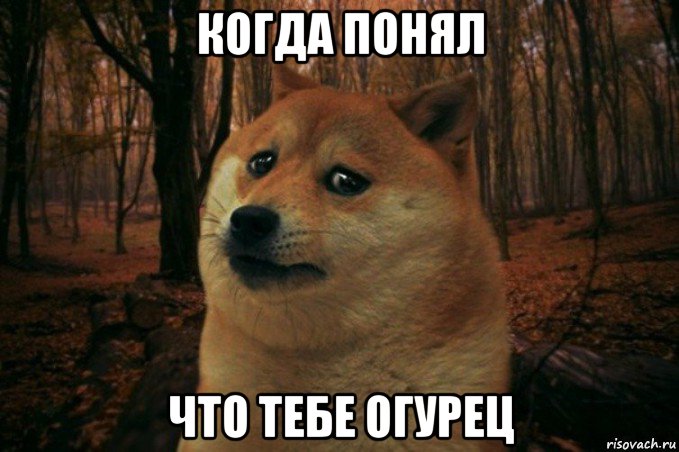 когда понял что тебе огурец, Мем SAD DOGE