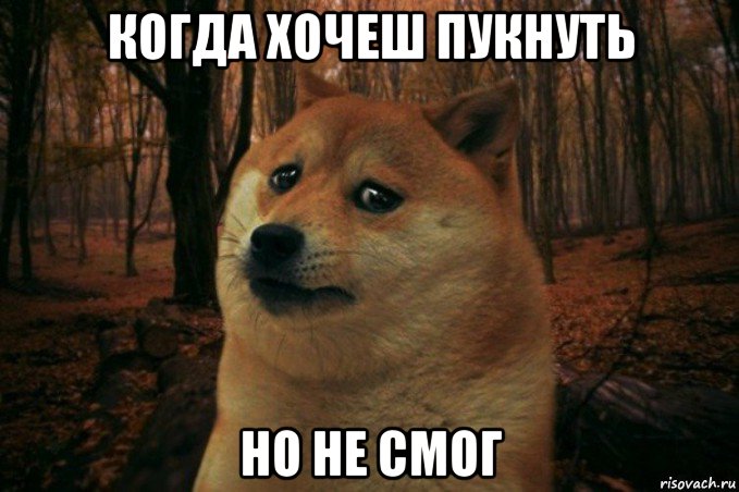 когда хочеш пукнуть но не смог, Мем SAD DOGE