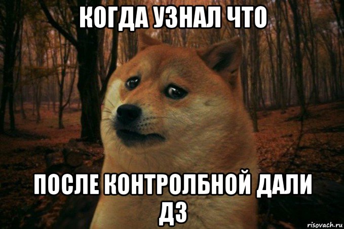 когда узнал что после контролбной дали дз, Мем SAD DOGE