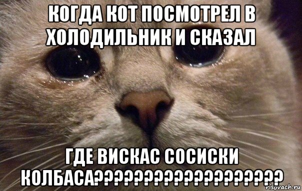 когда кот посмотрел в холодильник и сказал где вискас сосиски колбаса???????????????????, Мем   В мире грустит один котик