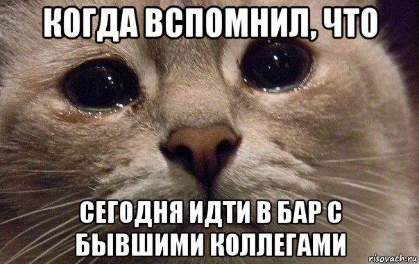 когда вспомнил, что сегодня идти в бар с бывшими коллегами, Мем   В мире грустит один котик