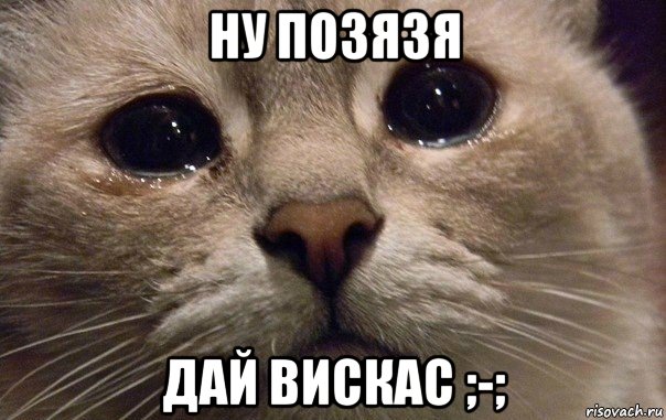 ну позязя дай вискас ;-;, Мем   В мире грустит один котик