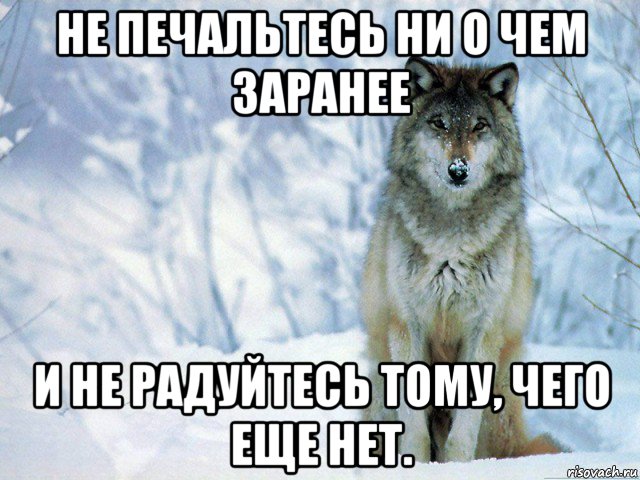 не печальтесь ни о чем заранее и не радуйтесь тому, чего еще нет., Мем Волк