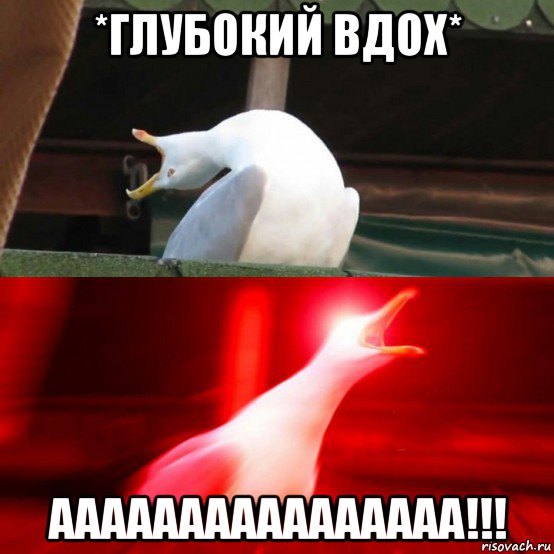 *глубокий вдох* аааааааааааааааа!!!, Мем Чайка орёт