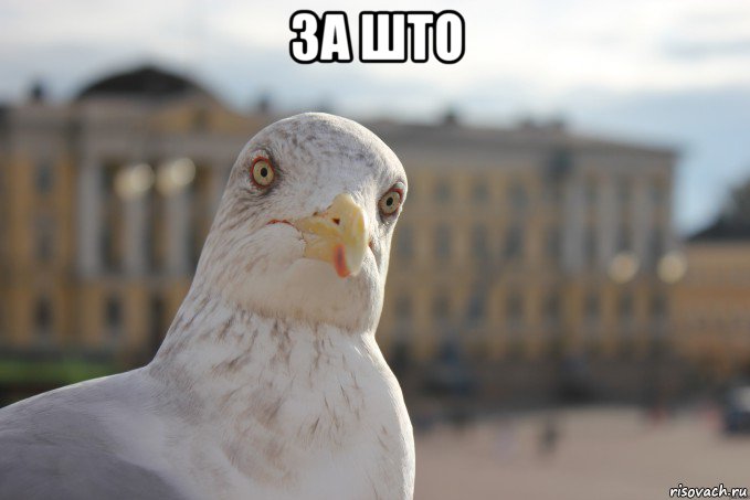 за што , Мем chayka