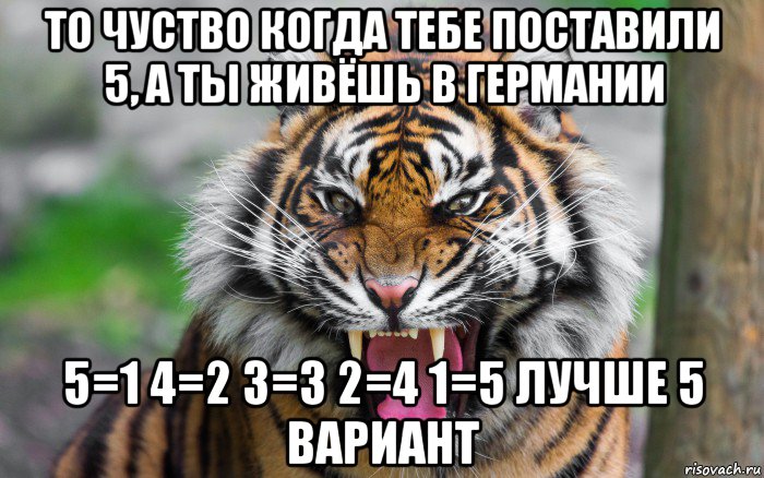 то чуство когда тебе поставили 5, а ты живёшь в германии 5=1 4=2 3=3 2=4 1=5 лучше 5 вариант, Мем ДЕРЗКИЙ ТИГР