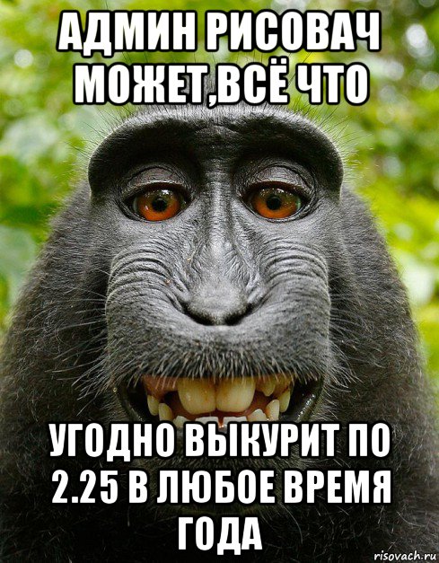 админ рисовач может,всё что угодно выкурит по 2.25 в любое время года, Мем  Довольная обезьяна