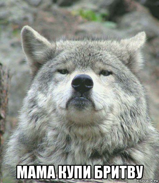  мама купи бритву, Мем    Гордый волк