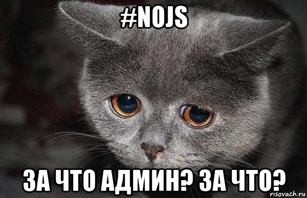 #nojs за что админ? за что?, Мем  Грустный кот