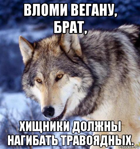 вломи вегану, брат, хищники должны нагибать травоядных.
