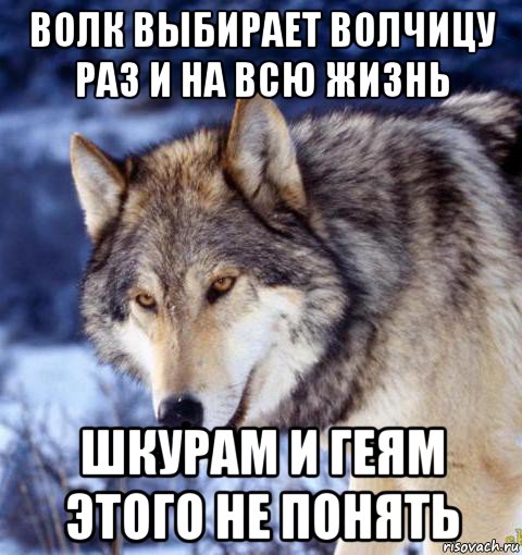 волк выбирает волчицу раз и на всю жизнь шкурам и геям этого не понять
