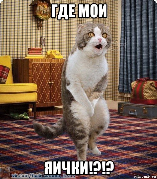 где мои яички!?!?, Мем кот