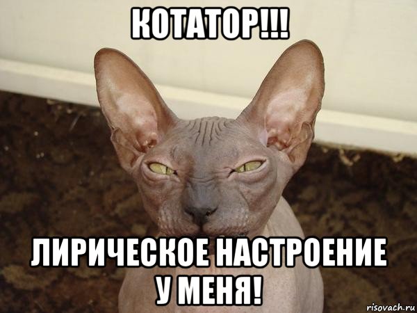 котатор!!! лирическое настроение у меня!