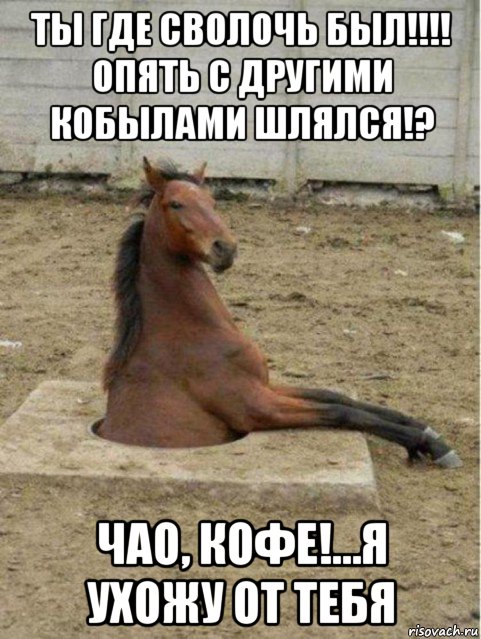 ты где сволочь был!!!! опять с другими кобылами шлялся!? чао, кофе!…я ухожу от тебя, Мем лошадь в люке
