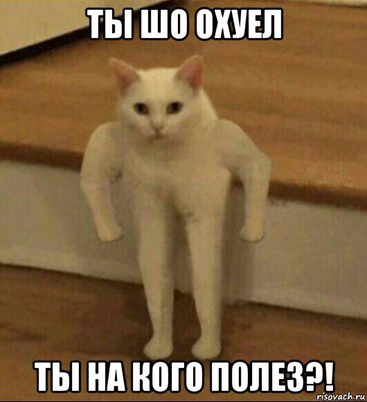 ты шо охуел ты на кого полез?!, Мем  Полукот