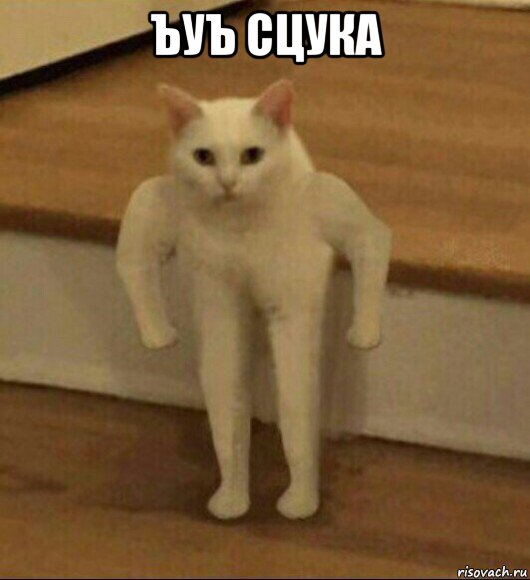 ъуъ сцука , Мем  Полукот