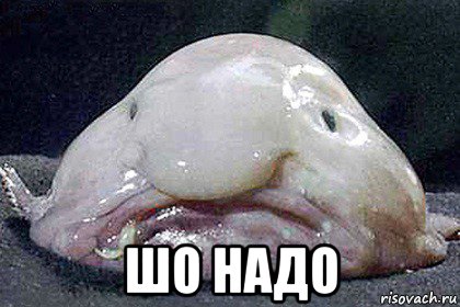  шо надо, Мем Рыба-капля