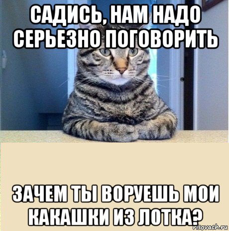 садись, нам надо серьезно поговорить зачем ты воруешь мои какашки из лотка?, Мем серьезный кот