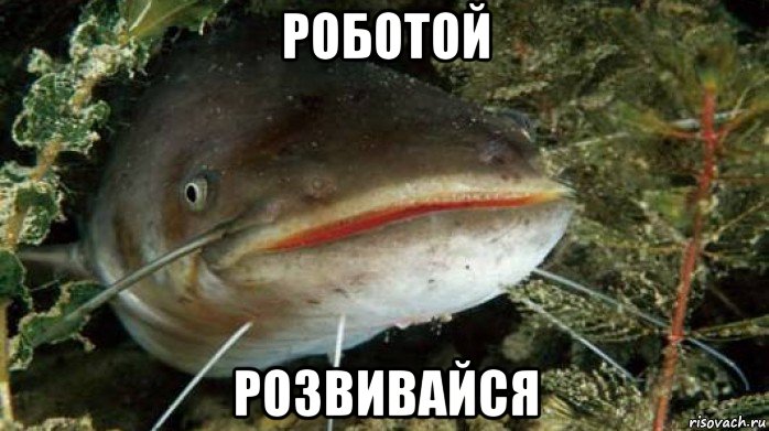 роботой розвивайся