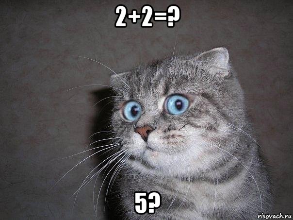 2+2=? 5?, Мем  удивлённый кот