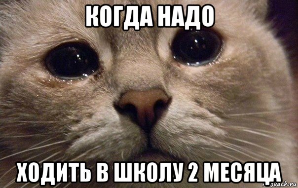 когда надо ходить в школу 2 месяца, Мем   В мире грустит один котик