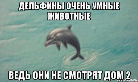 дельфины очень умные животные ведь они не смотрят дом 2
