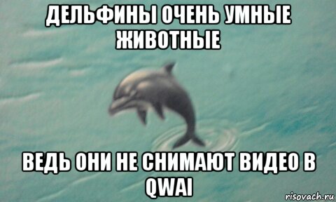 дельфины очень умные животные ведь они не снимают видео в qwai