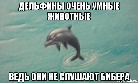 дельфины очень умные животные ведь они не слушают бибера