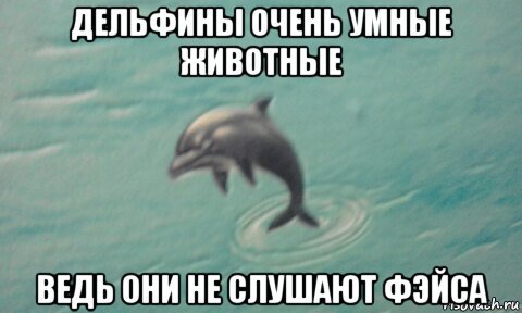 дельфины очень умные животные ведь они не слушают фэйса