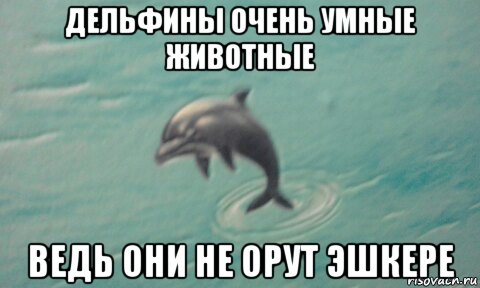 дельфины очень умные животные ведь они не орут эшкере