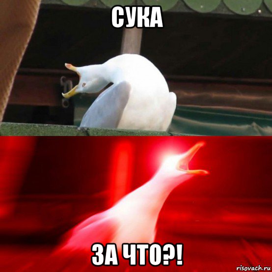 сука за что?!, Мем Чайка орёт