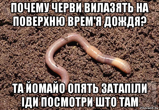 почему черви вилазять на поверхню врем'я дождя? та йомайо опять затапіли іди посмотри што там