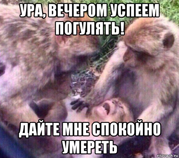 ура, вечером успеем погулять! дайте мне спокойно умереть
