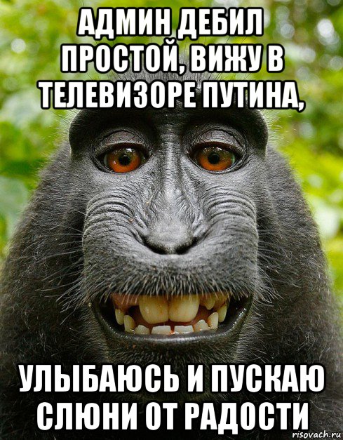 админ дебил простой, вижу в телевизоре путина, улыбаюсь и пускаю слюни от радости, Мем  Довольная обезьяна