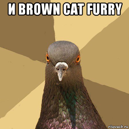 и brown cat furry , Мем голубь