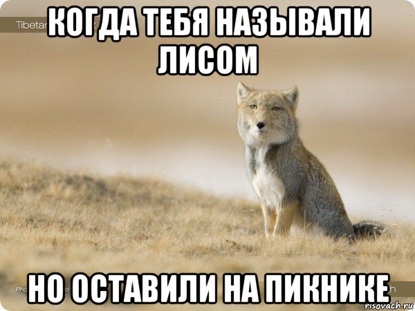 когда тебя называли лисом но оставили на пикнике